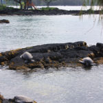 Turtles at Richardson’s Beach