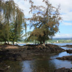 Lava Rock Beach in Hilo, Hawaii