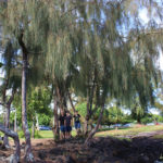 Weeping Pine Tree in Hilo, Hawaii