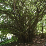 Large Banyan Tree in Wailuku River State Park