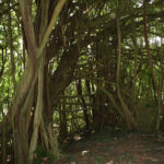 Tree Tunnel at Wailuku River State Park