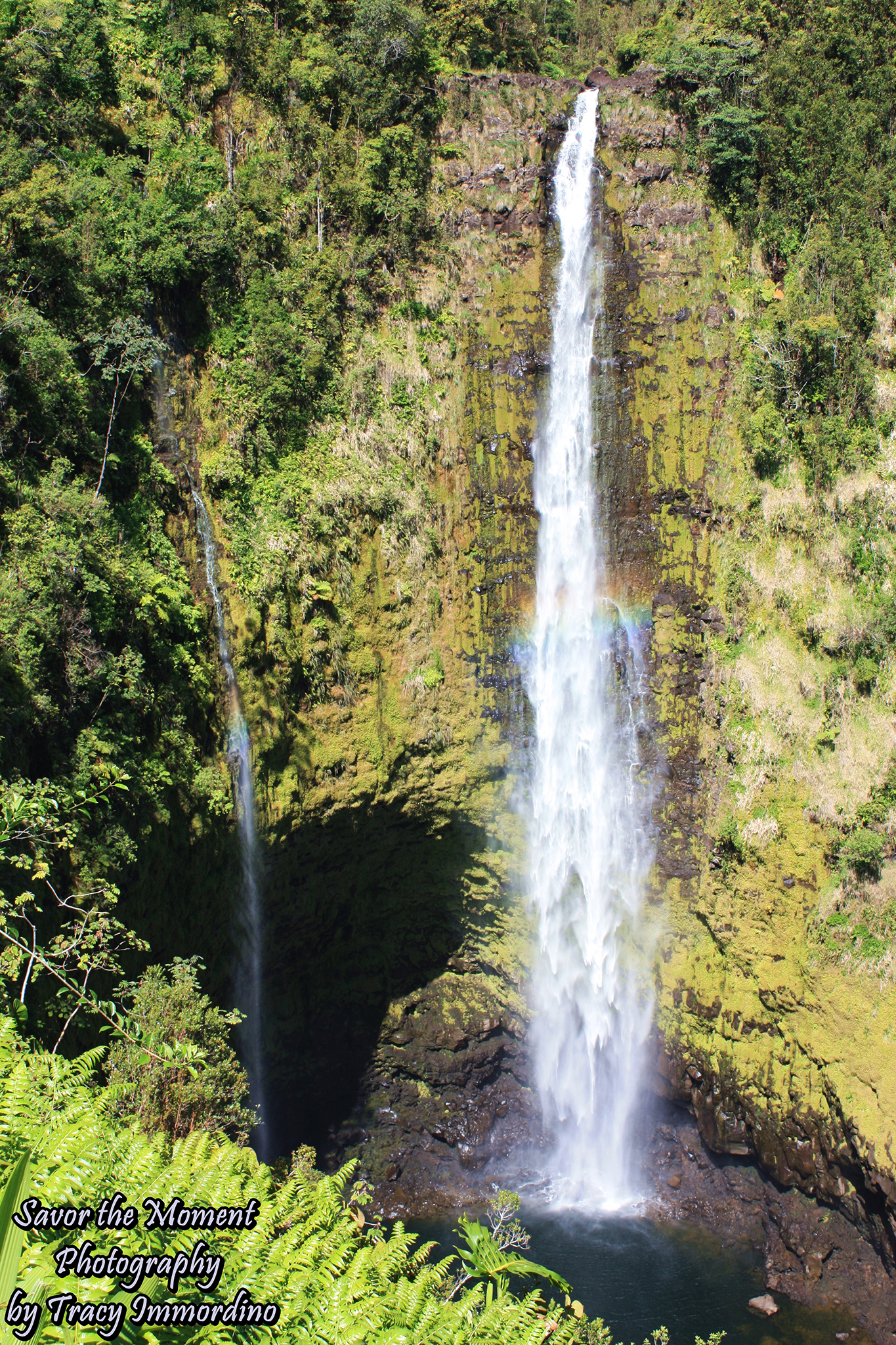 Akaka Falls State Park - Savor the Moment Photography