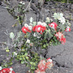 A Blooming Ohi’a Tree