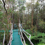 Walkway and Patio in the Canopy