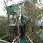 A View of the Treehouse