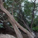 Twisted Trees in Waikoloa Village, Hawaii