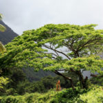 Crossing the stream in Waipio Valley