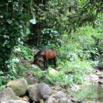 Wild and Free Horse in Waipio Valley