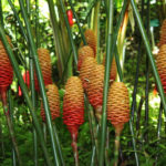 Ginger Plants at Hawaii Tropical Botanical Garden