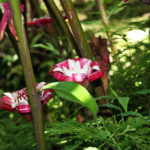 Malay Rose at the Hawaii Tropical Botanical Garden