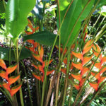 Heliconia at the Hawaii Tropical Botanical Garden