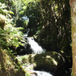 Onomea Falls at the Hawaii Tropical Botanical Garden