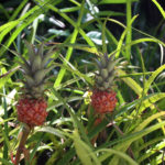 Pineapples at the Hawaii Tropical Botanical Garden