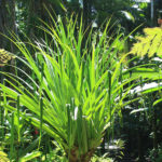 The Rainforest at the Hawaii Tropical Botanical Garden