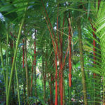 Bamboo Trees in Hawaii Tropical Botanical Garden