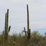 Saguaro National Park – West