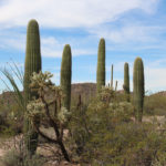 Cactus Garden Trail