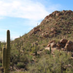 Picnic Area in Saguaro National Park