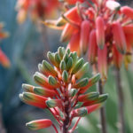 Aloe in Bloom