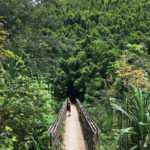 Entering the Bamboo Forest on the Pipiwai Trail