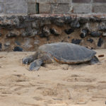 Green Sea Turtle soaking up the sunshine