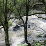 The Rushing Stream Created by Twin Falls, Maui