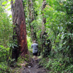 Waikamoi Nature Trail, Maui