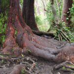 Redwoods in Maui