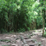 The Bamboo Forest on the Pipiwai Trail