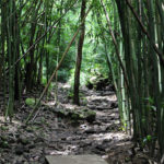 Wooden Planks on the Pipiwai Trail