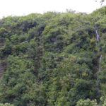 Small Falls Along the Pipiwai Trail