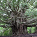 Magnificent Banyan Tree on the Pipiwai Trail