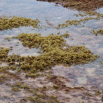 Tide Pools at Maalaea Bay, Maui