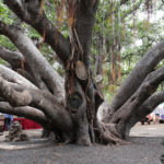 Central Trunk of the Lahaina Banyan Tree