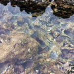 Tide pools at Napili Beach