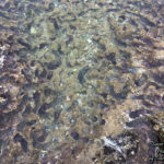 Tide Pools at Napili Beach