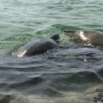 Turtles at Kapalua Beach