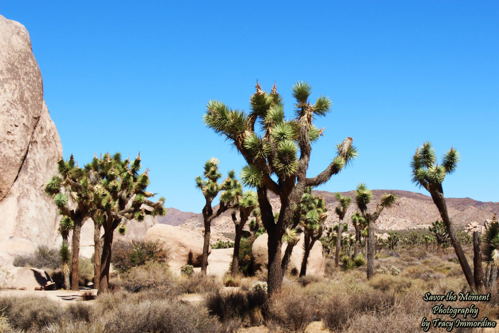 Joshua Trees