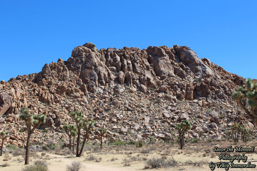 Hidden Valley Picnic Area Trail - Savor the Moment Photography