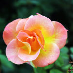 Inez Grant Parker Memorial Rose Garden