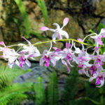 Orchids Blooming in the Botanical Building