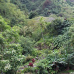 Iao Valley State Monument Park