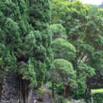 Walking Paths at Kepaniwai Park in Maui