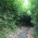 Bamboo Tunnel at Kepaniwai Park in Maui