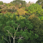 Amazon Rainforest Canopy in Tambopata National Reserve, Peru