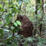 Termite Mound in the Amazon Rainforest in Peru