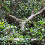 The Amazon Rainforest, Tambopata, Peru