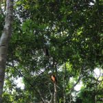 Red Howler Monkeys in the Amazon Rainforest, Peru