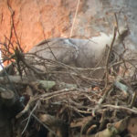 Harpy Eagle in the Amazon Rainforest