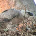 Harpy Eagle in the Amazon Rainforest, Peru